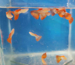 Guppy Albino Red Lace ( ARL)