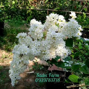 Cây tuyết hương leo hoa thơm mùi vani Porana volubilis Burm