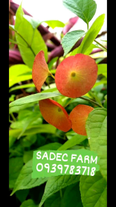 Cây giống Chiếc nón Trung Hoa Holmskioldia Sanguinea Seeds
