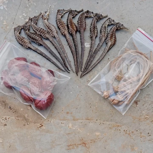 10 con hải mã khô 11cm trà túi lọc
