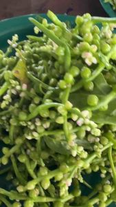 ดอกผักปรังออแกนิคเก็บสด(บรรจุ100กรัม)