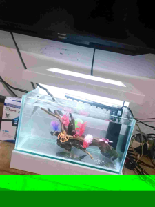 akuarium cantik full set