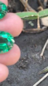 มรกต ประเทศ แซมเบีย พลอย Green Emerald  Hardness 7  (9x7mm 2 เม็ด )  (พลอยสั่งเคราะเนื้อแข็ง)