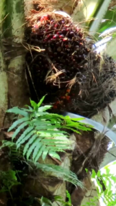 Egrek SBL G222 PRO New Original Peralatan Kebun