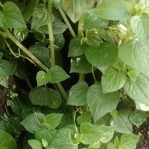 Daun Sirih Cina Asli Ketumpang air Sirih Bumi Segar fress per 500 gram