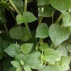 Daun Sirih Cina Asli Ketumpang Air Sirih Bumi Segar Fress per 200 Gram\\n\\n Apa itu Daun Sirih Cina Asli?\\n\\nDaun sirih Cina asli adalah jenis daun yang berasal dari tanaman sirih Cina, yang dikenal dengan kualitas dan manfaatnya bagi kesehatan. Daun ini memiliki tekstur lembut dan rasa yang unik, sehingga banyak digunakan dalam berbagai resep tradisional.\\n\\n Kualitas dan Manfaat Daun Sirih Cina Asli\\n\\nDaun sirih Cina asli memiliki kualitas yang tinggi karena dipanen langsung dari tanaman yang tumbuh di lingkungan yang bersih dan terjaga. Beberapa manfaat daun sirih Cina asli antara lain:\\n\\n- Membantu mengurangi peradangan\\n- Meningkatkan sistem kekebalan tubuh\\n- Menyegarkan nafas\\n\\n Cara Mendapatkan Daun Sirih Cina Asli Berkualitas\\n\\nUntuk mendapatkan daun sirih Cina asli berkualitas, pastikan Anda membelinya dari sumber yang terpercaya. Anda dapat mencari toko online atau toko tradisional yang menjual produk ini.\\n\\n Ketumpang Air Sirih: Proses dan Manfaat\\n\\nKetumpang air sirih adalah minuman tradisional yang dibuat dengan menggunakan daun sirih Cina asli. Minuman ini memiliki banyak manfaat bagi kesehatan.\\n\\n Cara Membuat Ketumpang Air Sirih dengan Daun Sirih Cina Asli\\n\\nBerikut adalah langkah-langkah untuk membuat ketumpang air sirih:\\n\\n1. Siapkan daun sirih Cina asli sebanyak 200 gram.\\n2. Cuci daun sirih hingga bersih.\\n3. Rebus daun sirih dengan air hingga mendidih.\\n4. Saring air rebusan dan biarkan dingin.\\n\\n Manfaat Menggunakan Ketumpang Air Sirih dengan Daun Sirih Cina Asli\\n\\nBeberapa manfaat dari ketumpang air sirih dengan daun sirih Cina asli antara lain:\\n\\n- Membantu mengurangi rasa sakit pada gigi\\n- Menyegarkan nafas\\n- Meningkatkan sistem kekebalan tubuh\\n\\n Bumi Segar Fress: Keunggulan dan Cara Penggunaan\\n\\nBumi segar fress adalah produk tambahan yang dapat digunakan bersama dengan daun sirih Cina asli untuk mendapatkan manfaat maksimal.\\n\\n Mengapa Memilih Bumi Segar Fress?\\n\\nBeberapa alasan mengapa Anda harus memilih bumi segar fress antara lain:\\n\\n- Mengandung vitamin dan mineral yang baik untuk kesehatan\\n- Dapat membantu mengurangi rasa sakit pada gigi\\n- Menyegarkan nafas\\n\\n Cara Menggunakan Bumi Segar Fress dengan Daun Sirih Cina Asli\\n\\nBerikut adalah langkah-langkah untuk menggunakan bumi segar fress dengan daun sirih Cina asli:\\n\\n1. Siapkan daun sirih Cina asli sebanyak 200 gram.\\n2. Campurkan daun sirih dengan bumi segar fress.\\n3. Rebus campuran tersebut dengan air hingga mendidih.\\n4. Saring air rebusan dan biarkan dingin.\\n\\nDengan mengikuti langkah-langkah di atas, Anda dapat merasakan manfaat dari ketumpang air sirih dan bumi segar fress dengan daun sirih Cina asli.\n}