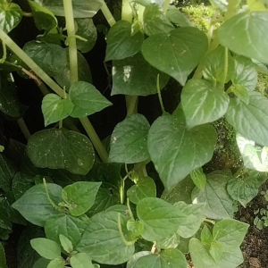 Daun Sirih Cina Asli Ketumpang air Sirih Bumi Segar fress per 100 gram