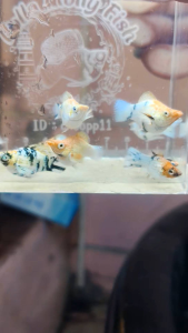 อาหารปลา อุปกรณ์ตกแต่งตู้ปลา น้อง RH ญ ตาเพชร เป็น🐠เนื้อขาว อายุ3 เดือน ความยาว 3 cm.