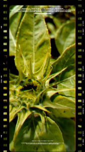 benih bunga sunflower teddy bear/Seeds sunflower Teddy bear variety泰迪熊向日葵👉👉20seeds