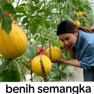 (KEMASAN PREMIUM) BIJI/BENIH SEMANGKA GOLDEN RED