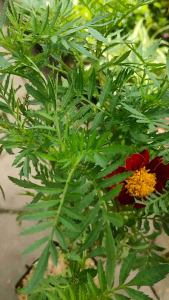 French Marigold / 法国万寿菊 / Bunga Kenikir Prancis / फ्रेंच मैरीगोल्ड पौधा (Singapore: Marigold Plant) – Bright Blooms Eas