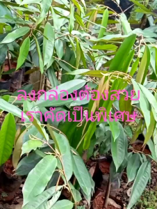 ทุเรียนหมอนทองเสียบยอดแล้วพร้อมลงแปลงปลูก ความสูง 50-60ชม.ชุด2ต้น**ชื้อ10แถม1ต้น