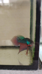 Haftmoon Plakat Betta Fish - Smaragdina 2