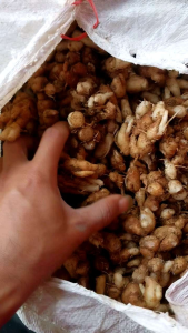 KENCUR /CIKUR  (1KG Ada Putihnya) BUMBU SEBLAK  HERBAL DAN DAPUR