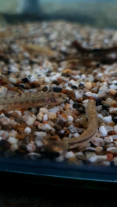 Hasselti Loach /Ornamental fish/Freshwater/Readystock