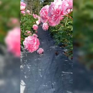 BENIH BUNGA PEONY PINK IMPORT (KEMASAN ORIGINAL)