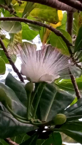 #ต้นจิกทะเล #ต้นจิกเล ความสูงประมาณ 30 -40 ซม.