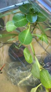 ⚠️MINDANAO only⚠️Ludwigia Helminthorrhiza aquatic floating