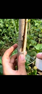 Grafting Film Roll Tape (3cm and 5cm)x150m