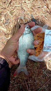 10pcs Pancing Ombyok Bakwan Tujuh Kail