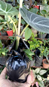 Alocasia Black Velvet live plant (in 3.5x3.5x10" nursery bag)