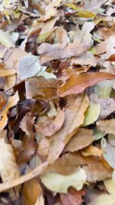 [SG SELLER] PANTHER NEREUS 700C Road Bike Lightweight Aluminum Frame Fork SHIMANO SORA 18-speed Gravel Handlebar Dual Control Lever