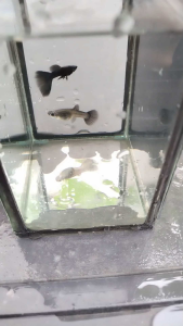Blue Head Moscow Guppy