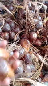 🔥SALE 9.9🔥Salak Madu Harum Manis  Special Jumbo Rangup Tidak Kelat Dijamin Sedap