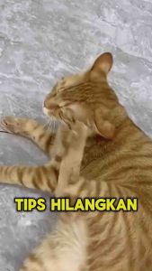 Ubat Kurap/Kutu/Fungus Kucing dan anjing