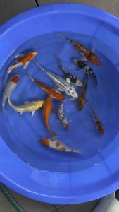 Japan koi local breed 5”-6.5” super high grade 12pcs Christmas Combo B with 1pc kohaku long fin bonus at 1588 only  + free gifts