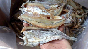 Ikan asin BLOSO Belah GABUS LAUT palu palu laut belah 1KG