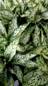 Cây Ngọc Ngân (cây phong thủy để bàn trang trí trong nhà)