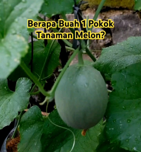 BENIH CAP PANAH MERAH MELON HIBRIDA GRACIA F1 (KEMASAN PABRIK)