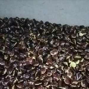 JENGKOL TUA  UDAH SORTIR 1 KG