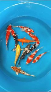 Japan Koi local breed Super Premium Grade size 7-9” ( big size )  11pcs COMBO at 1888 + transportation 100 ( 2 boxes )