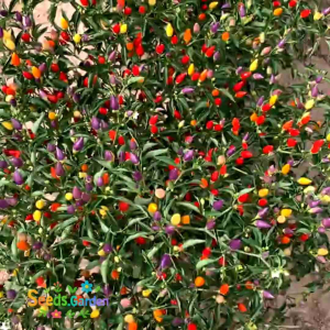 10 BUTIR BIJI /BENIH CABE PELANGI  BOLIVIAN RAINBOW PEPPER