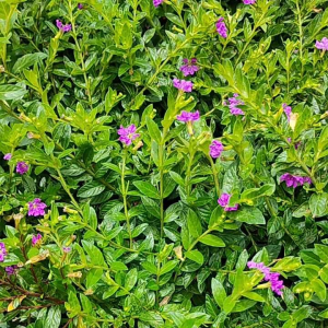 Purple Taiwan Flower / 台湾紫花 / Bunga Taiwan Ungu / ताइवान बैंगनी फूल (Singapore: Beauty Taiwan Plant) – Bright Purple Blo