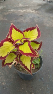 Coleus Stained Glass Velvet Medium Foliage Plant with Golden-to-Chartreuse Midribs and Deep Burgundy-Red Margins in Polybag
