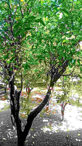 kembang kenanga segar (bunganya saja)