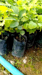 ต้นโป่งฟ้า