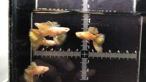 Albino Yellow Lace/ Rb