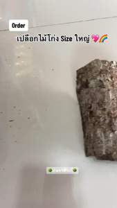 แผ่นไม้ผุ ไซส์ใหญ่ ชุดละ 1 ชิ้น Kaset Ban Gie