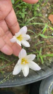 สำอางแบบท.หัวดอกบัวดิน Sakurahime หัวละ 15 บาท - ประเภท: หัวละ, ราคา: บาท