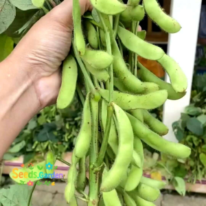 [TERLARIS] BIJI/BENIH KACANG KEDELAI JEPANG EDAMAME RYOKO