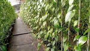 daun sirih segar Rp 20000 81 lembar