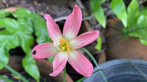 ร.หัวดอกบัวดิน Foggy Pink หัวละ 10 บาท