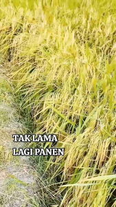 BENIH BIBIT PADI MR-219 GABAH UNGGUL BERKUALITAS KEMASAN 1KG