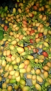 kulit melinjo kuning hijau segar 1kg