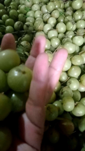 buah malaka segar