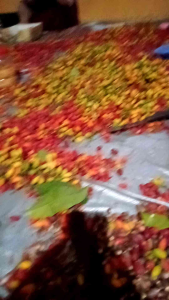 KULIT MELINJO KULIT TANGKIL SEGAR LANGSUNG PETIK 1KG